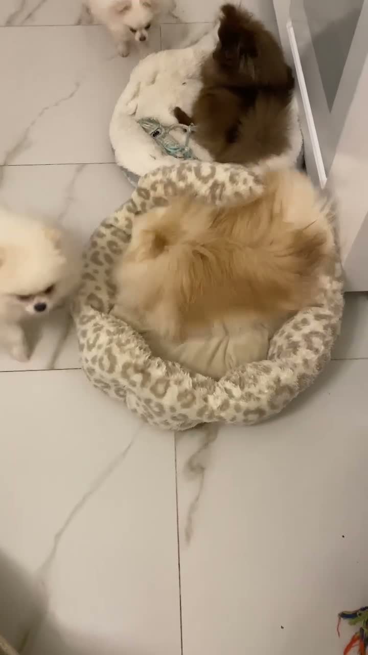 Pomeranian dogs for sale: Gorgeous girl  - Video 1