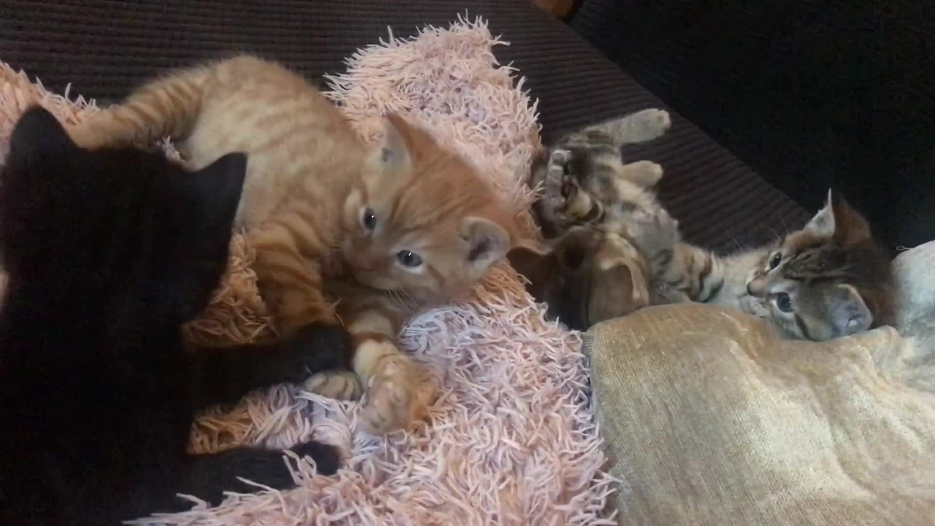 Mixed Breed cats for sale: Kittens  - Video 1
