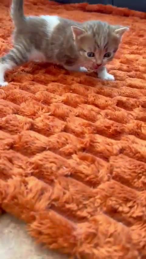 Norwegian Forest Cat cats for sale: 5 beautiful friendly boys - Video 1