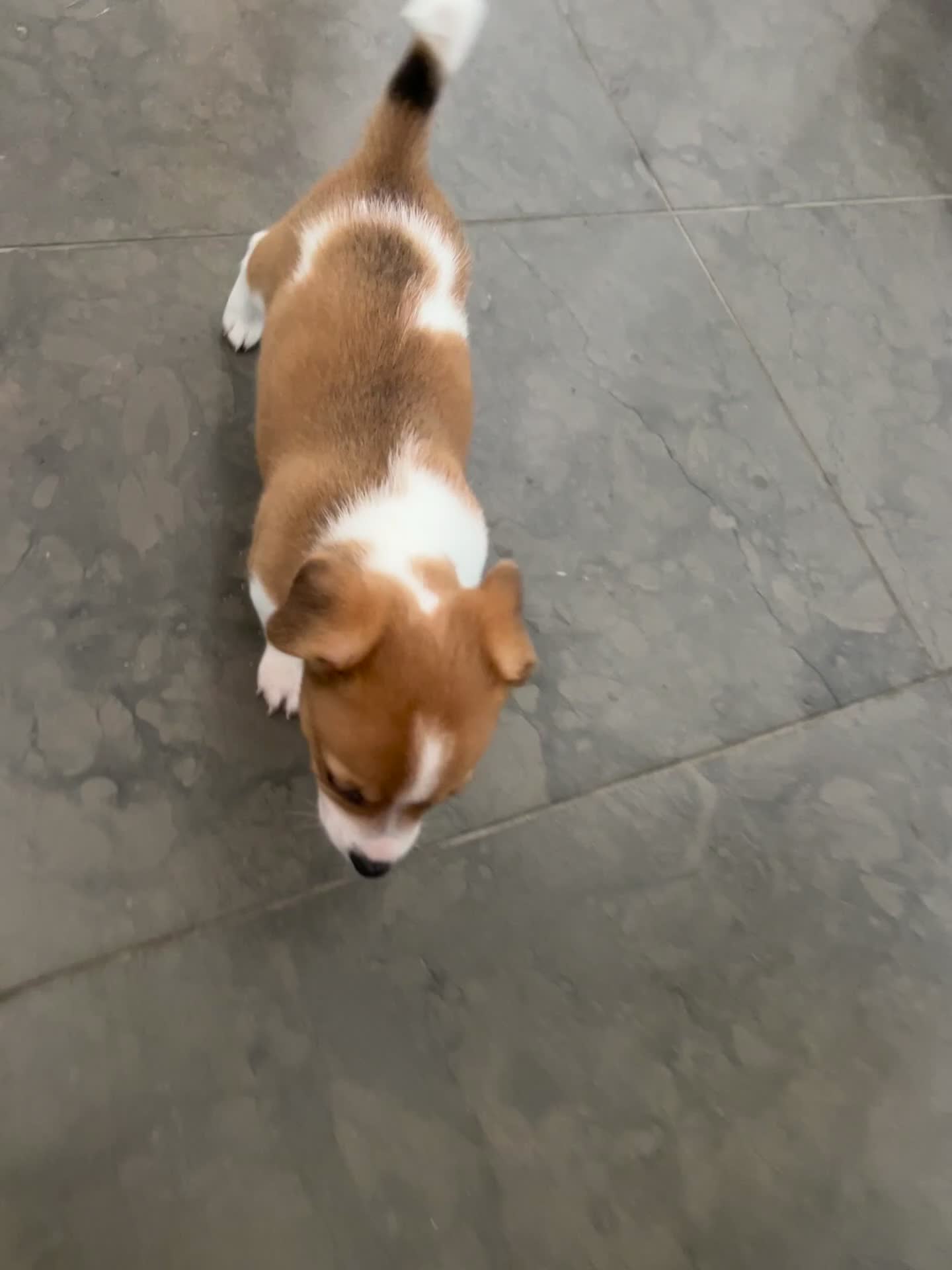 Jack Russell dogs for sale: Adorable Short Legged Jack Russell Puppies - Video 1