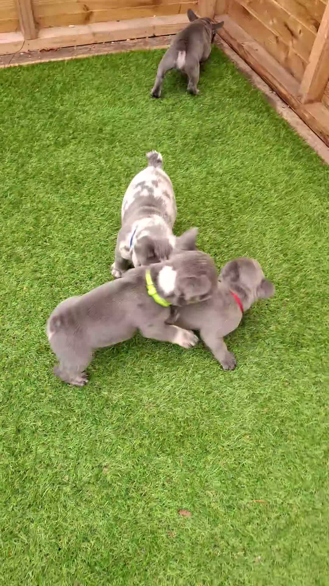 French Bulldog dogs for sale: French bulldog  - Video 1