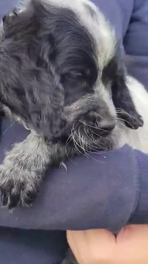 Sprocker dogs for sale: Sprocker puppies for sale   - Video 3