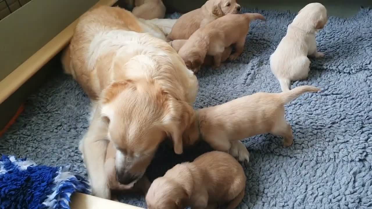 Golden Retriever dogs for sale: 8 Golden Retriever puppies for sale. - Video 2