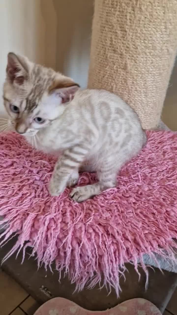 Bengal cats for sale: READY😍Snow bengal whit blue eyes💙last one LEFT  - Video 3
