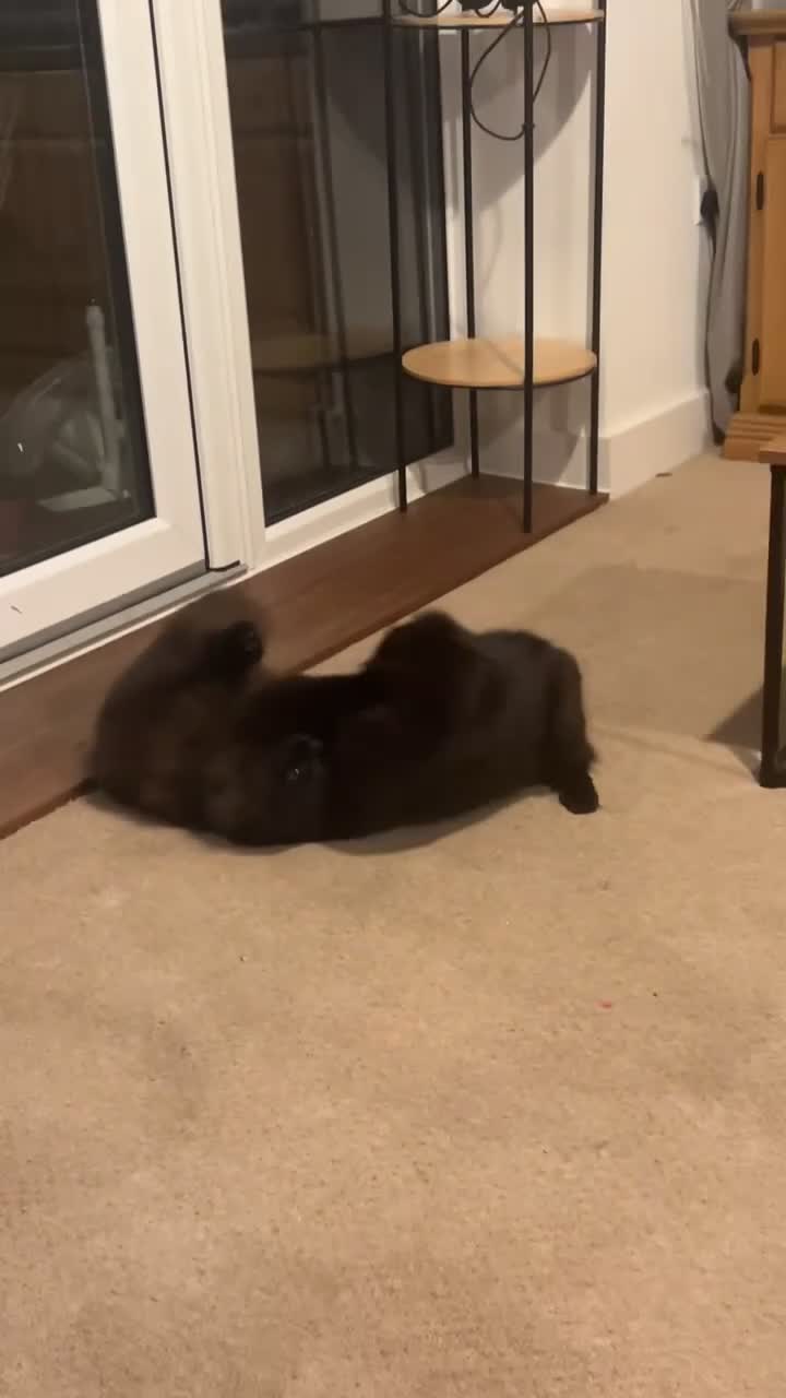 Mixed Breed cats for sale: 2 cats for sale  - Video 1