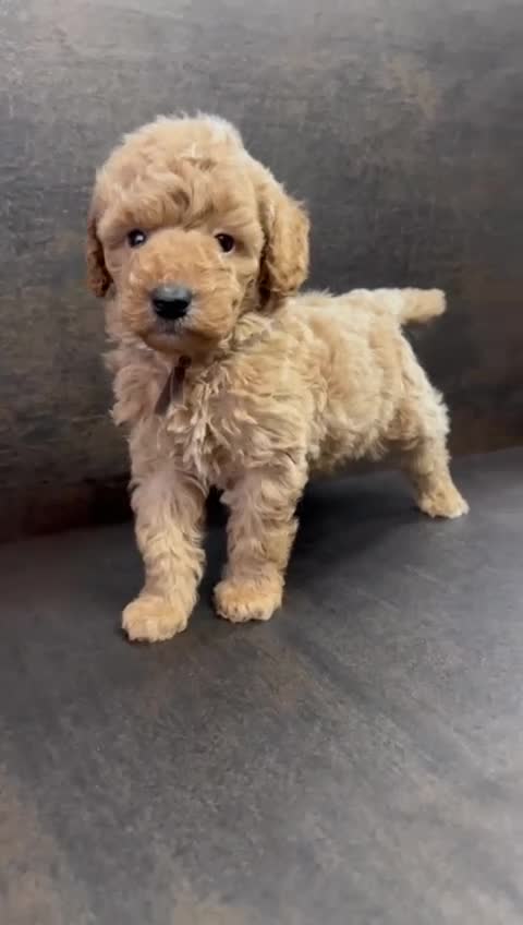 Toy Poodle dogs for sale: 🐾 Gorgeous Toy Poodle ready for a new home 🐾 - Video 1