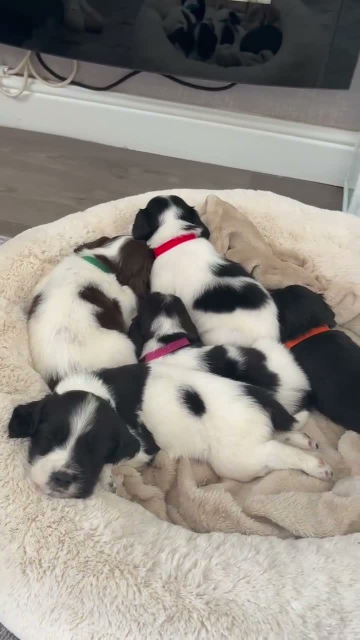 Sprocker dogs for sale: Sprocker spaniels  in Caernarfon - Video 1