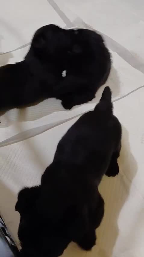Scottish Terrier dogs for sale: Scottish Terrier Puppies  - Video 1
