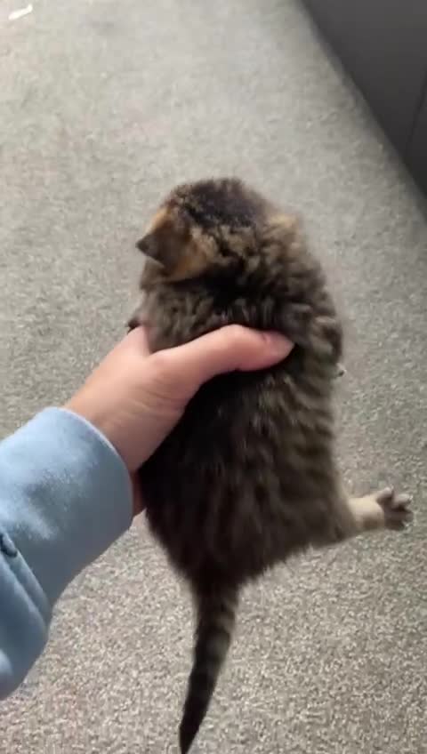 Mixed Breed cats for sale: 5 British short haired blue mixed kittens!!! - Video 4