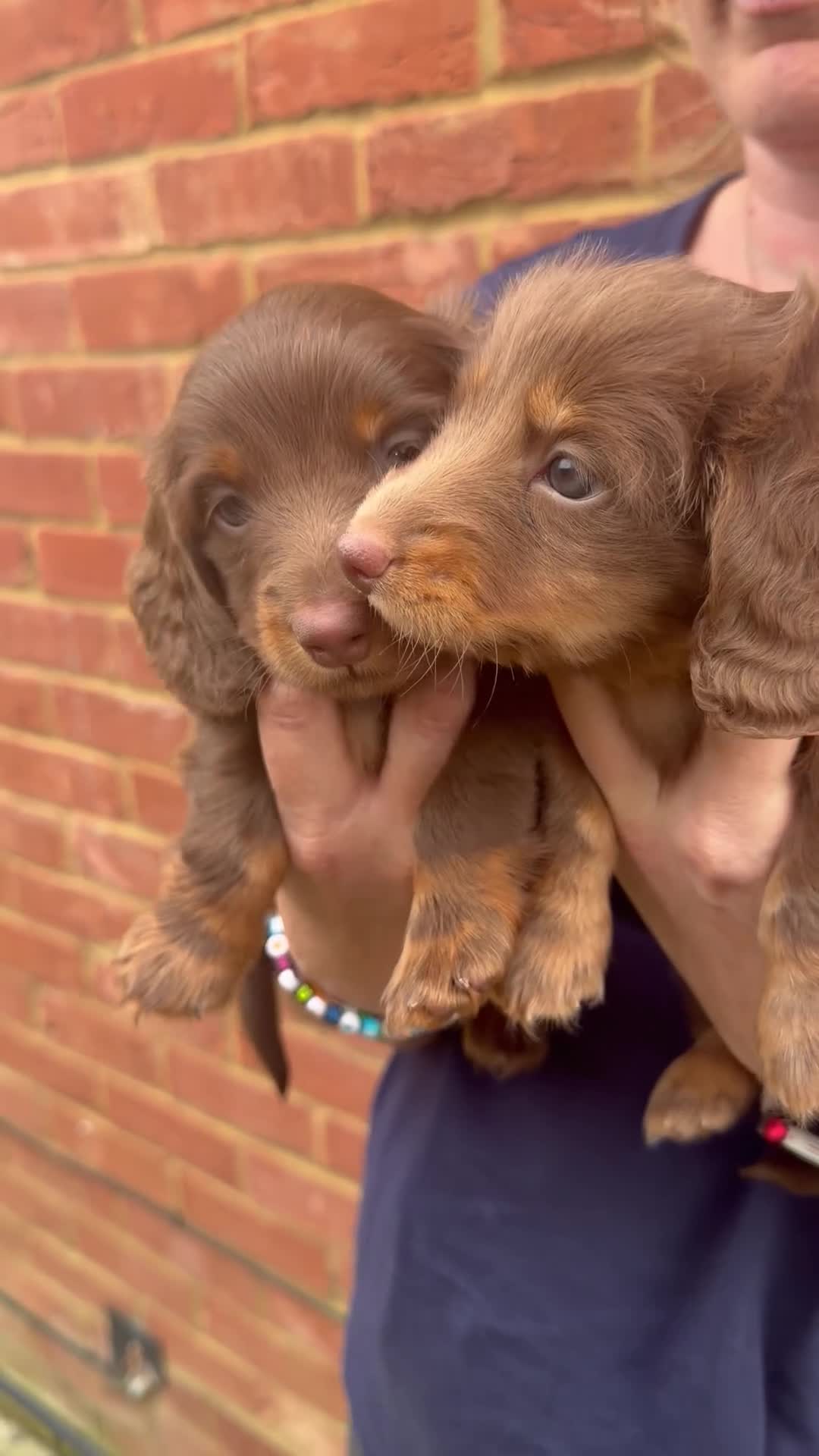 Miniature Dachshund dogs for sale: Long Haired Miniature Dachshund-Isabella&Chocolate - Video 1