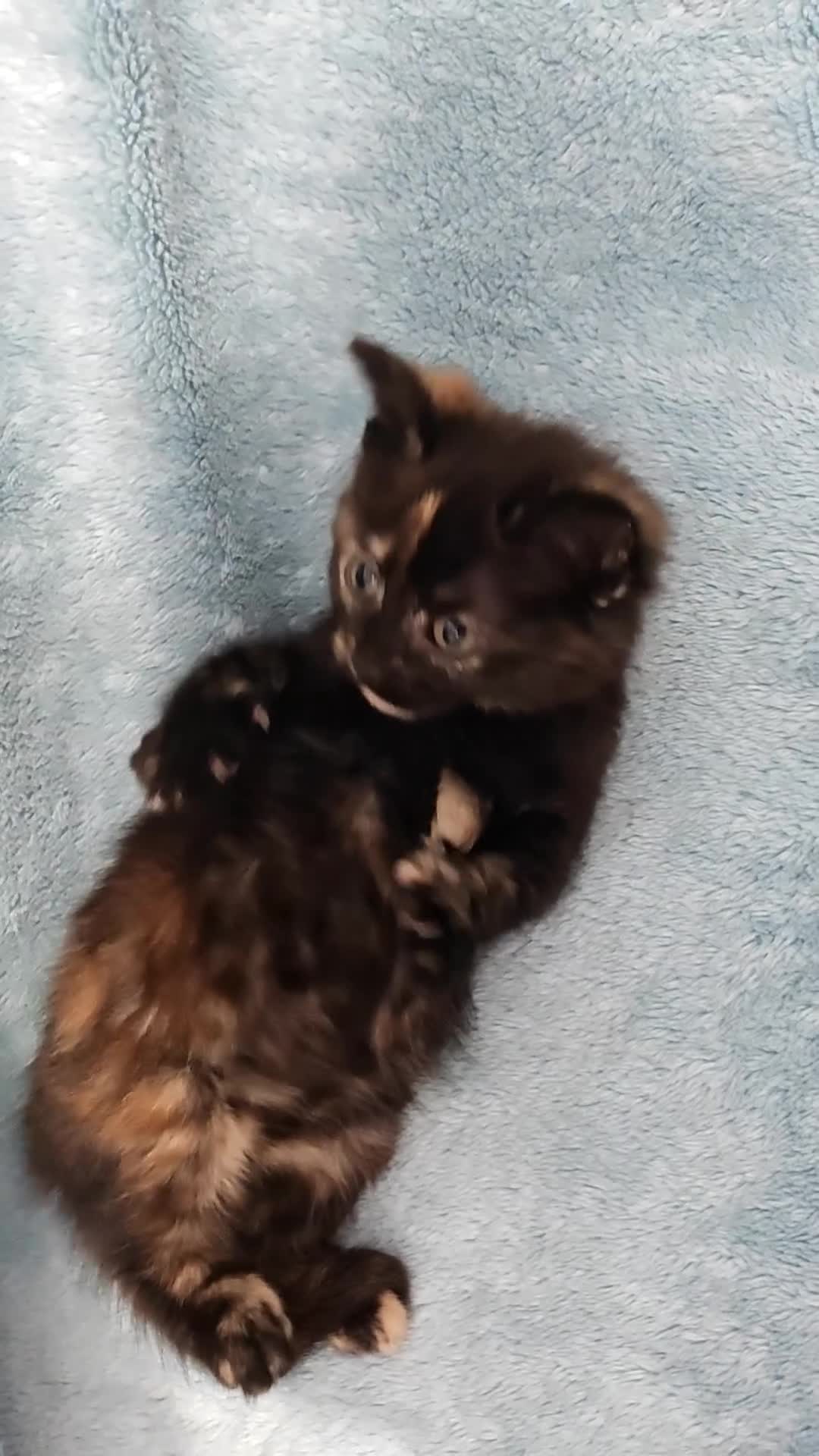 Mixed Breed cats for sale: Beautiful kittes Videos - Video 4