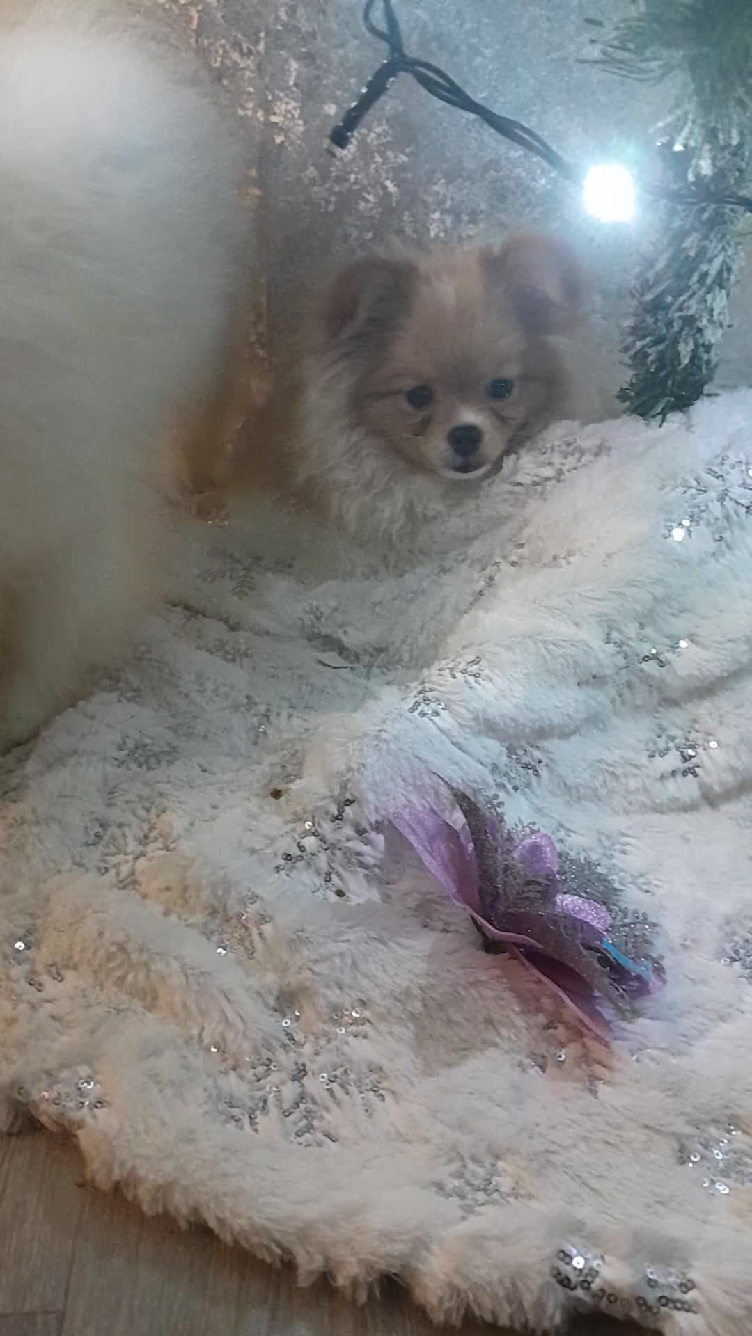 Pomeranian dogs for sale: ALIK  - Video 2