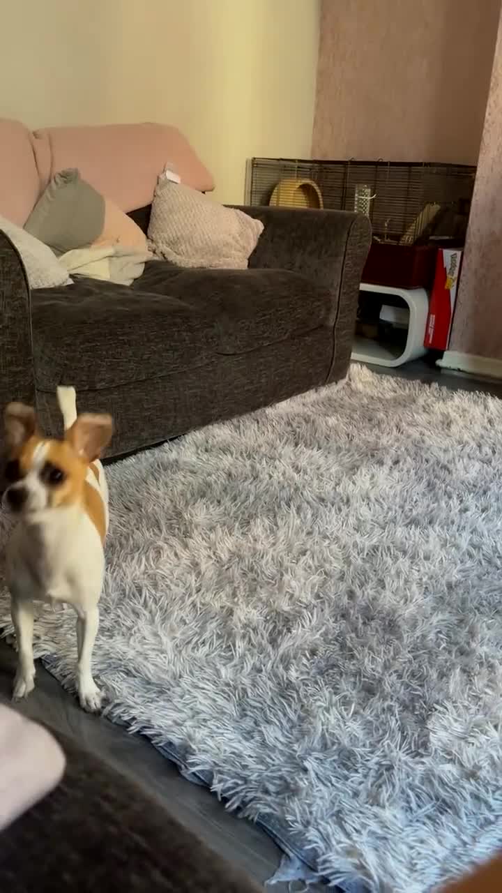 Chihuahua dogs for sale: Baby the chihuahua please read!!!!! - Video 4