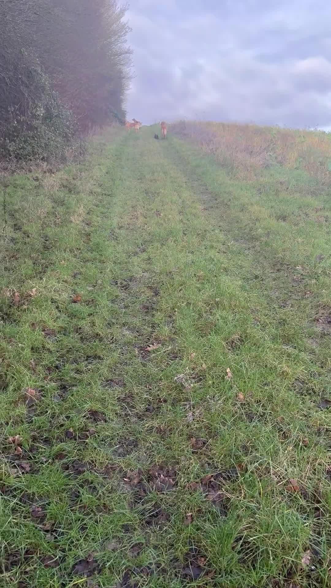 Golden Retriever dogs for sale: Champion lined KC REG GOLDEN RETRIEVER puppies - Video 5