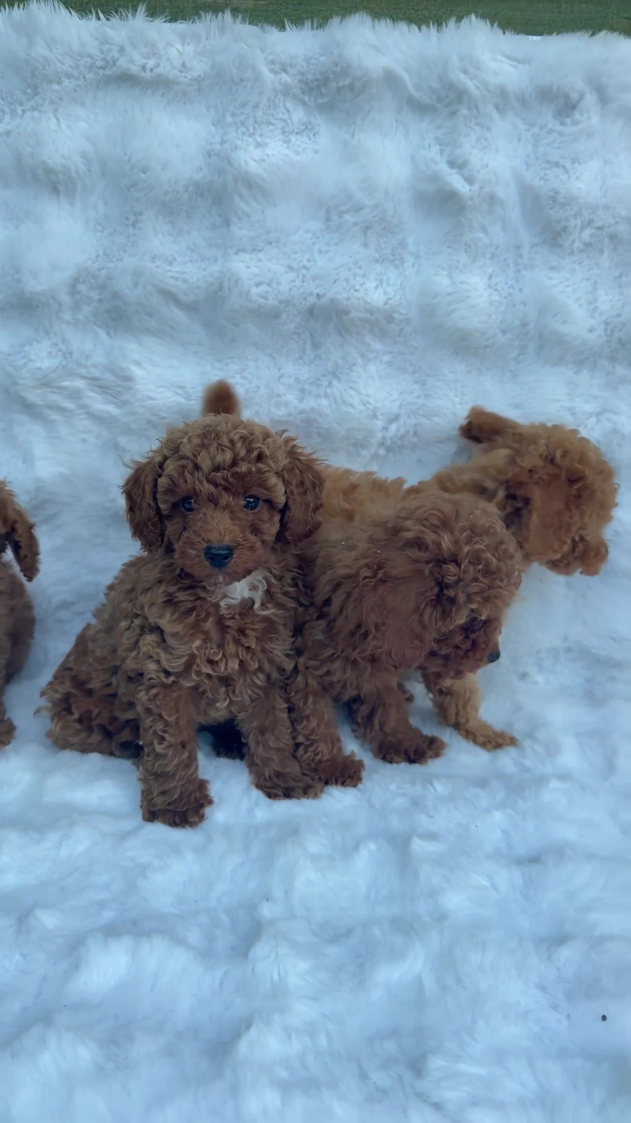 Toy Poodle dogs for sale: Red Toy Poodle MALES - Video 2