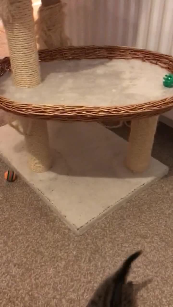 Mixed Breed cats for sale: Cute Kittens for sale - Video 2