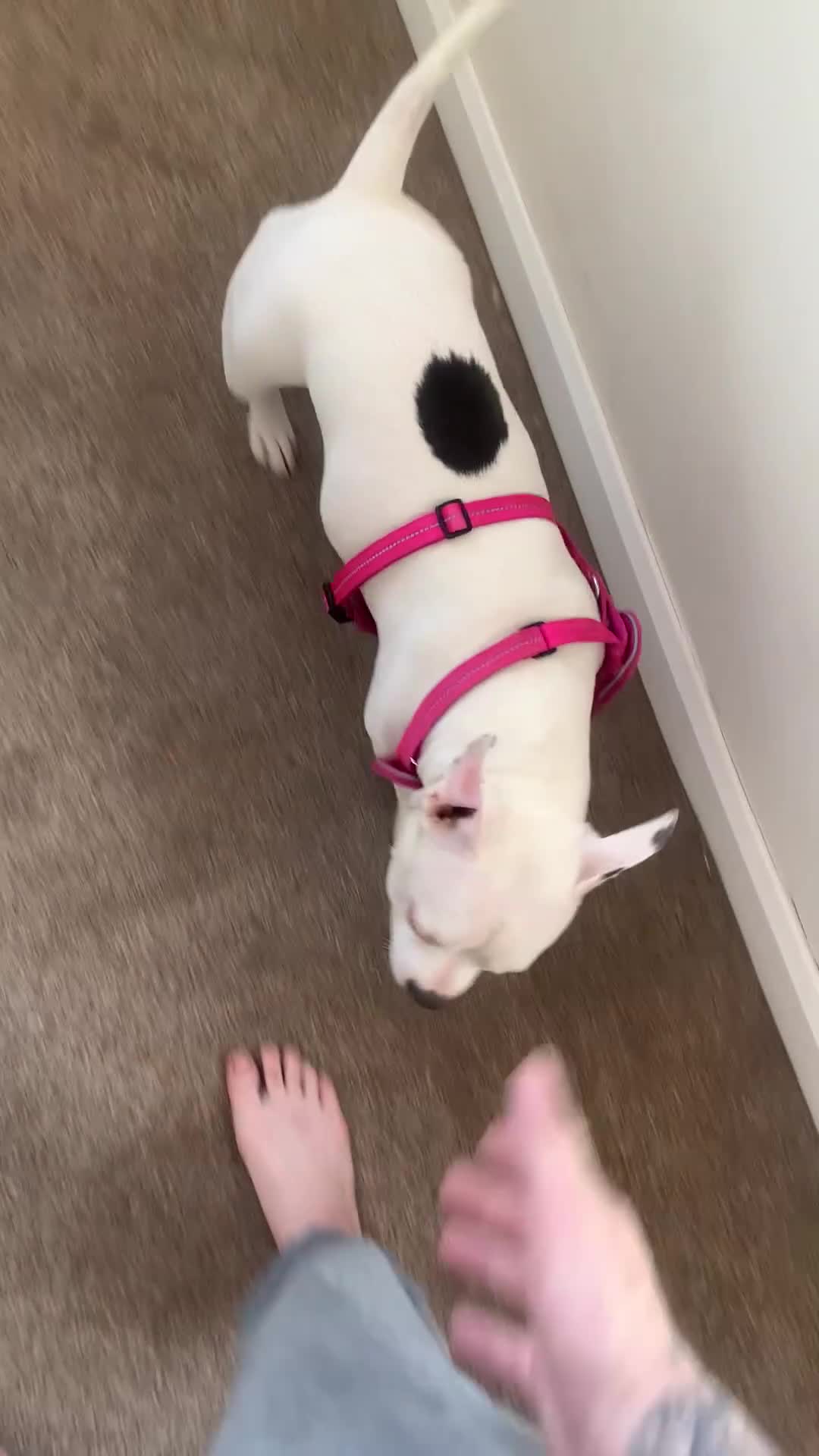 Mixed Breed dogs for sale: Pocket cross staffy in Cannock - Video 1