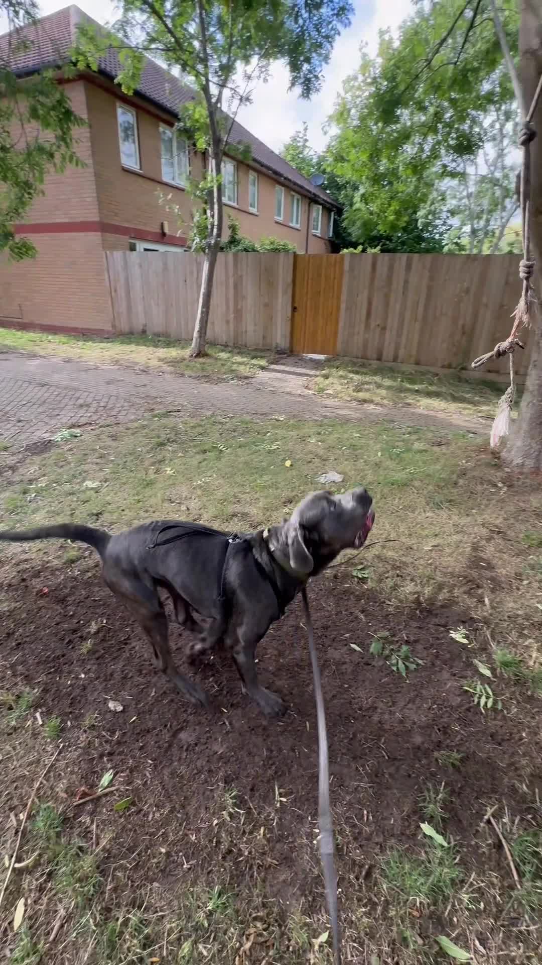 Cane Corso dogs for stud: Cane Corso Stud Tre Cani 🇷🇸 x Kyza Soza 🩸 - Video 4