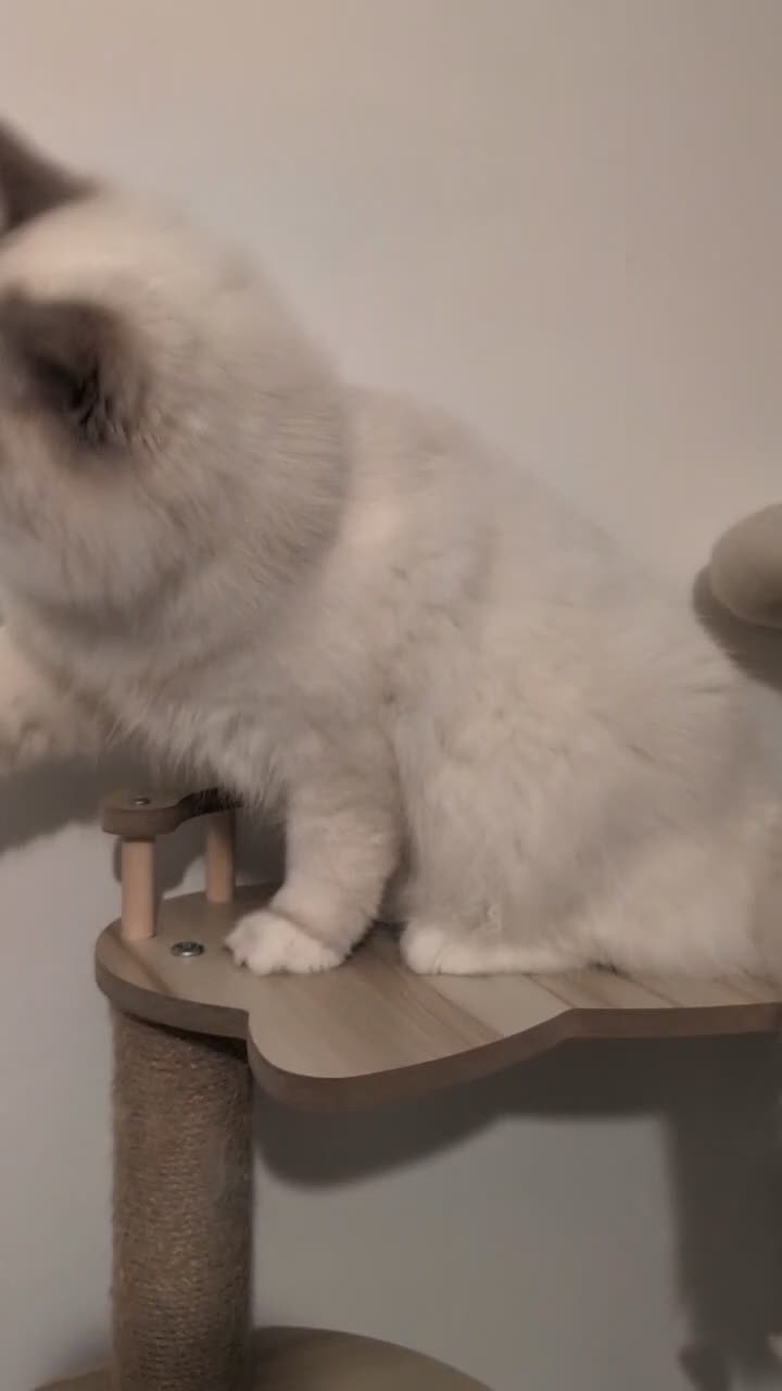 Ragdoll cats for sale: Females ragdoll as a pet or breeding  - Video 1