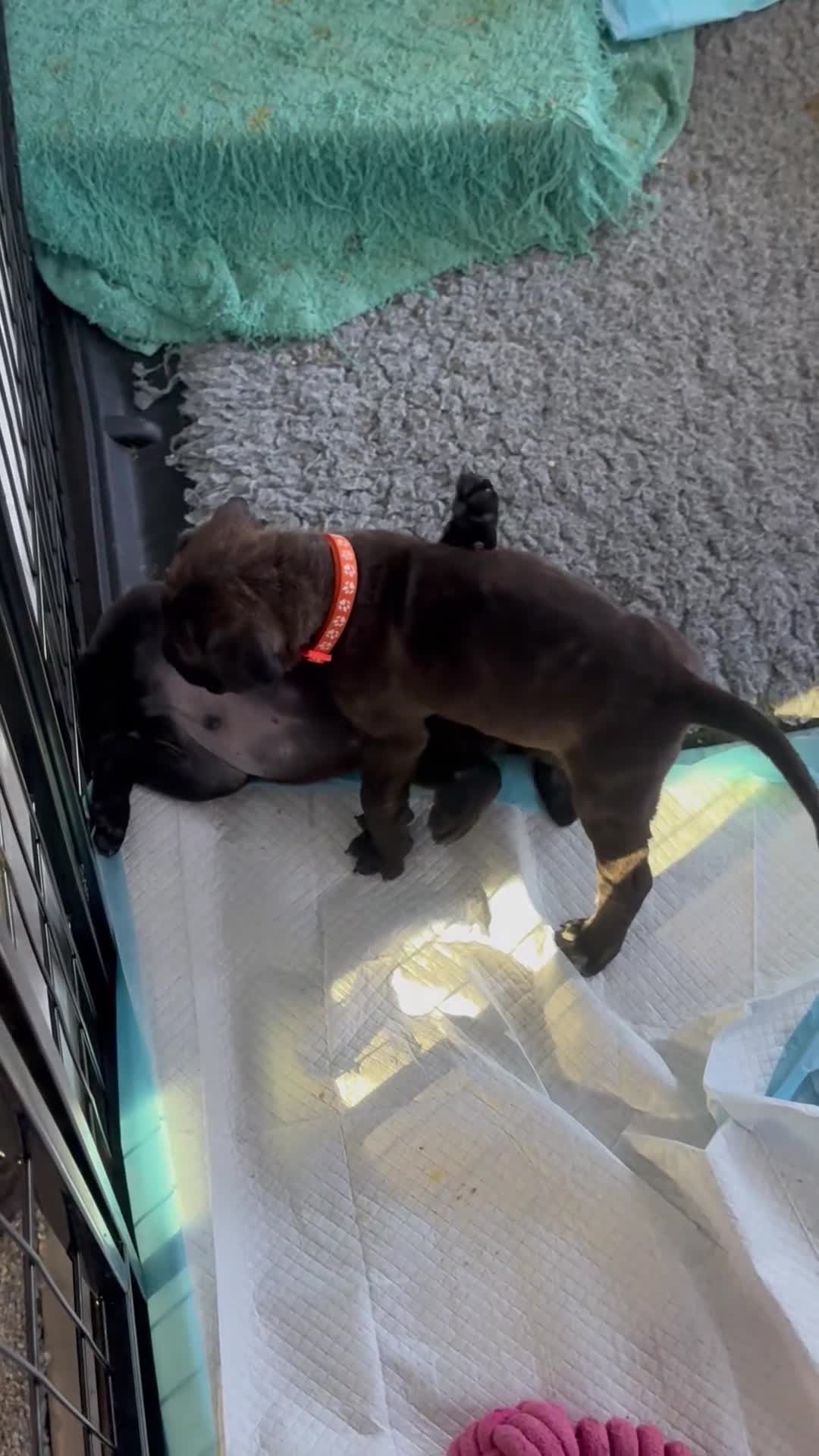 Mixed Breed dogs for sale: 11 Cane Corso cross mastiff chunky puppies in Axbridge - Video 1