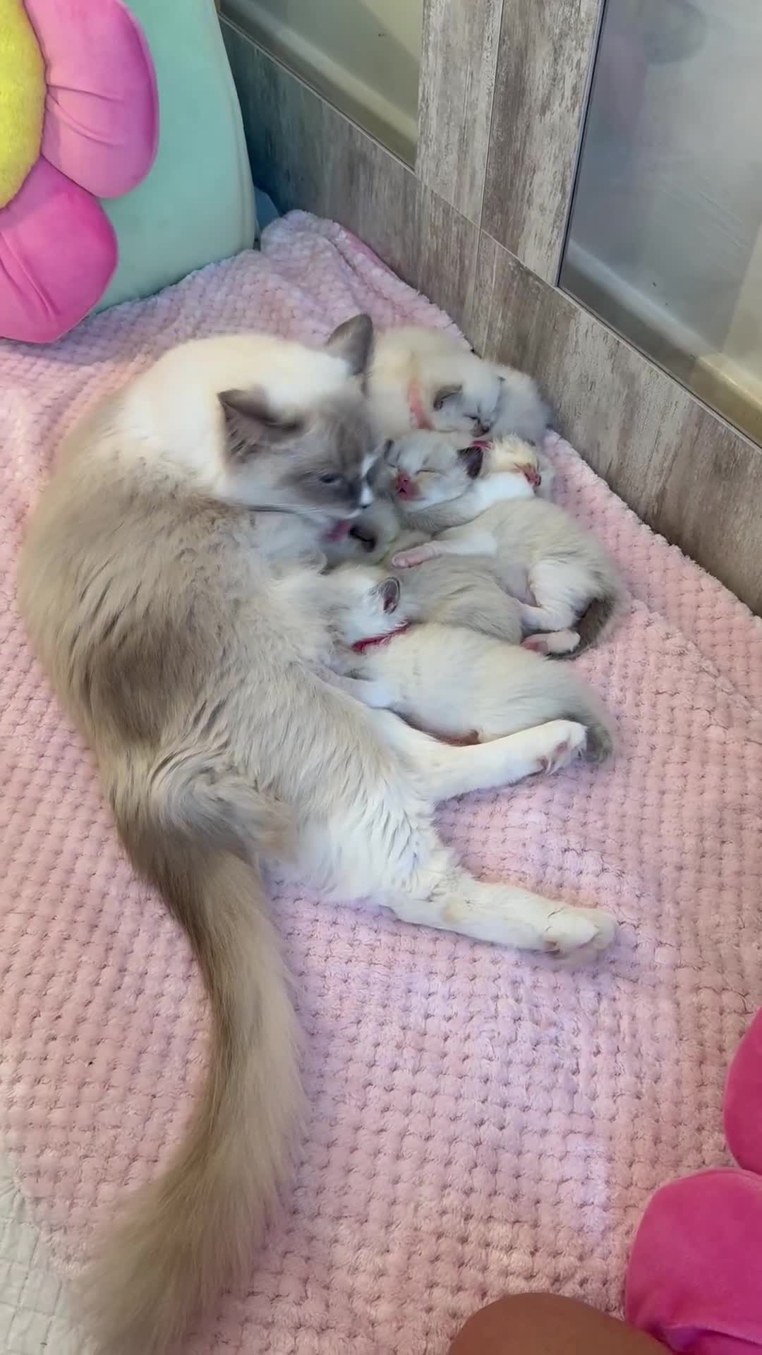 Ragdoll cats for sale: Beautiful Ragdoll Kittens  - Video 1
