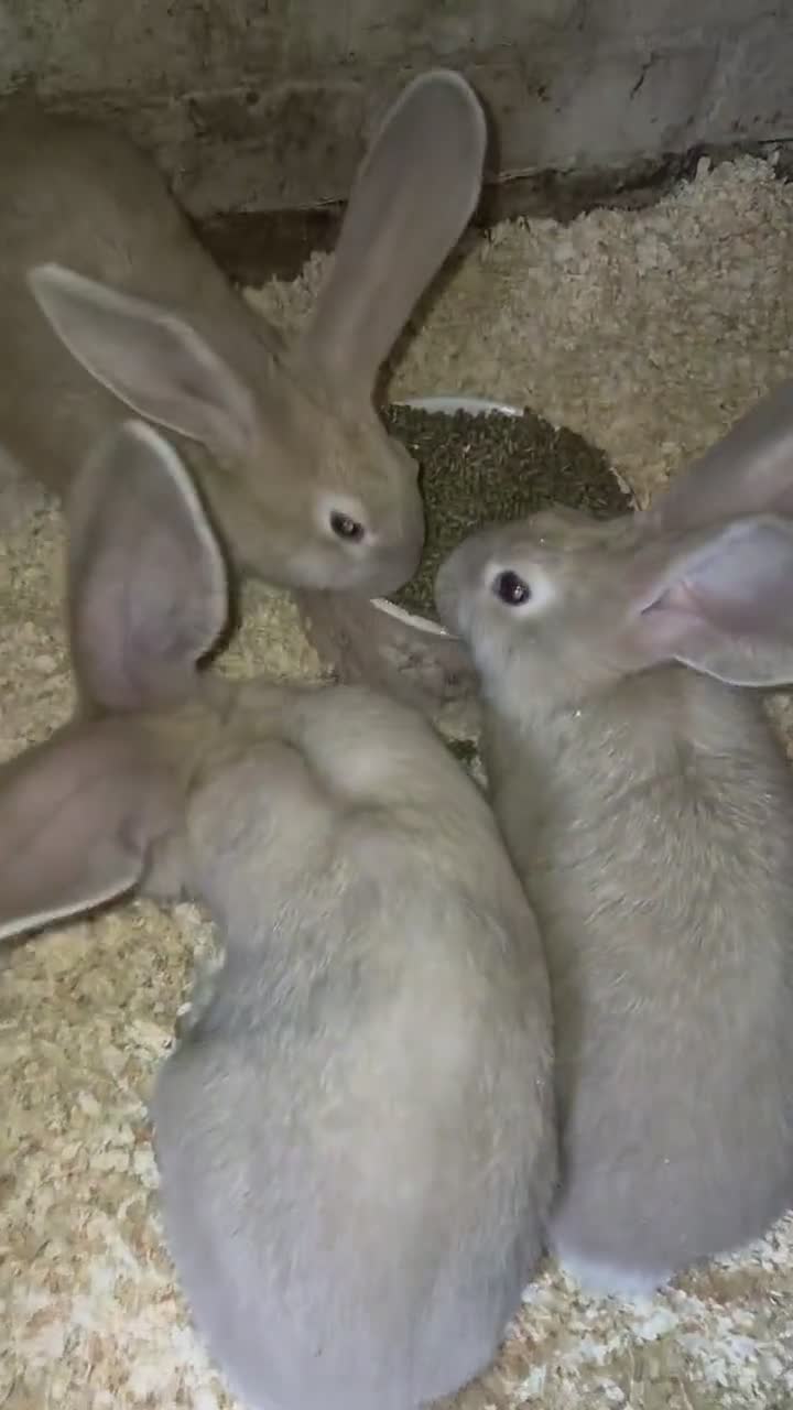 Continental Giant rabbits for sale: Stunning Giant Continental Bunnies - Video 2