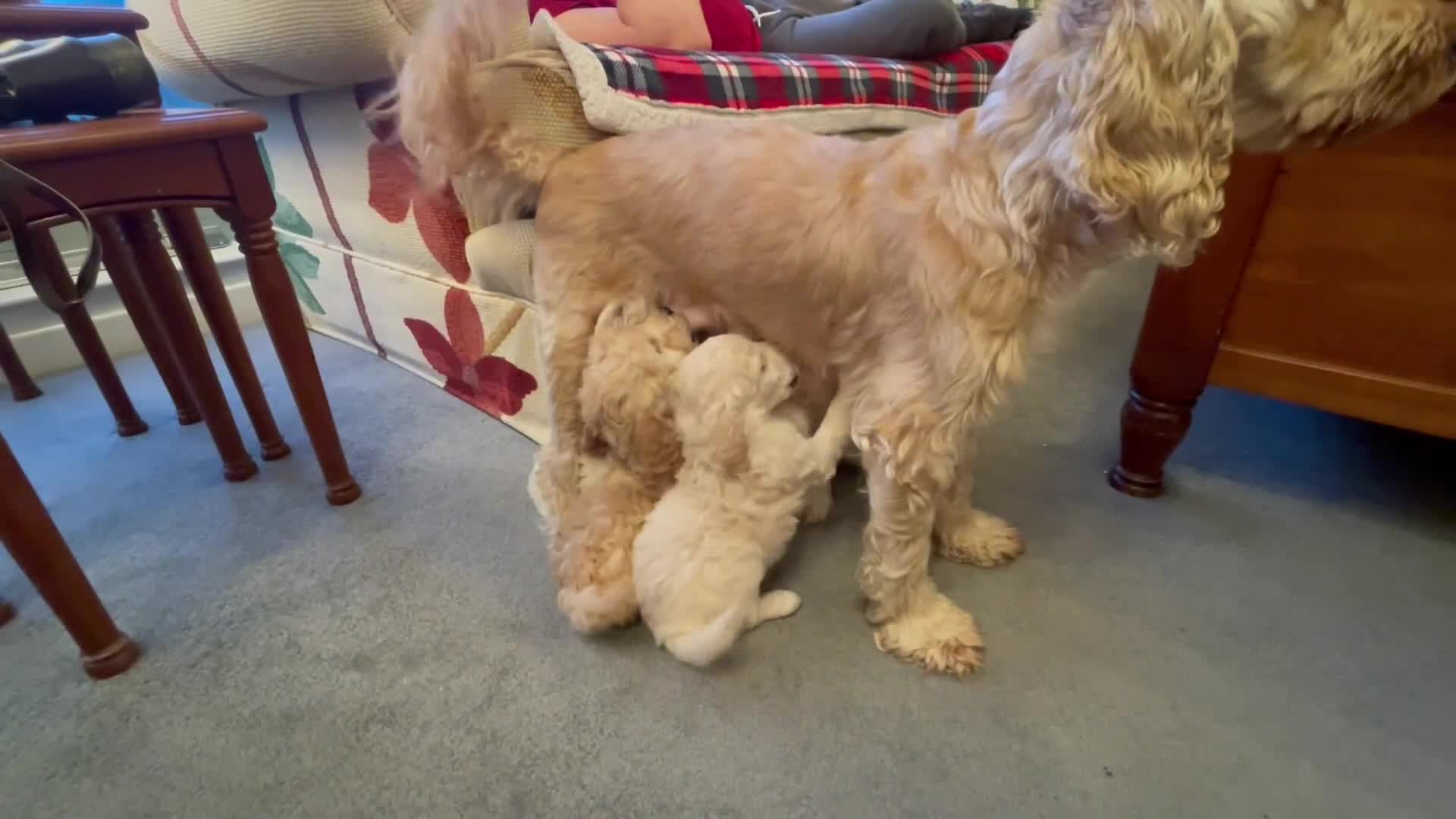 Cockapoo dogs for sale: 6 Cokapoo puppies in Glasgow - Video 1