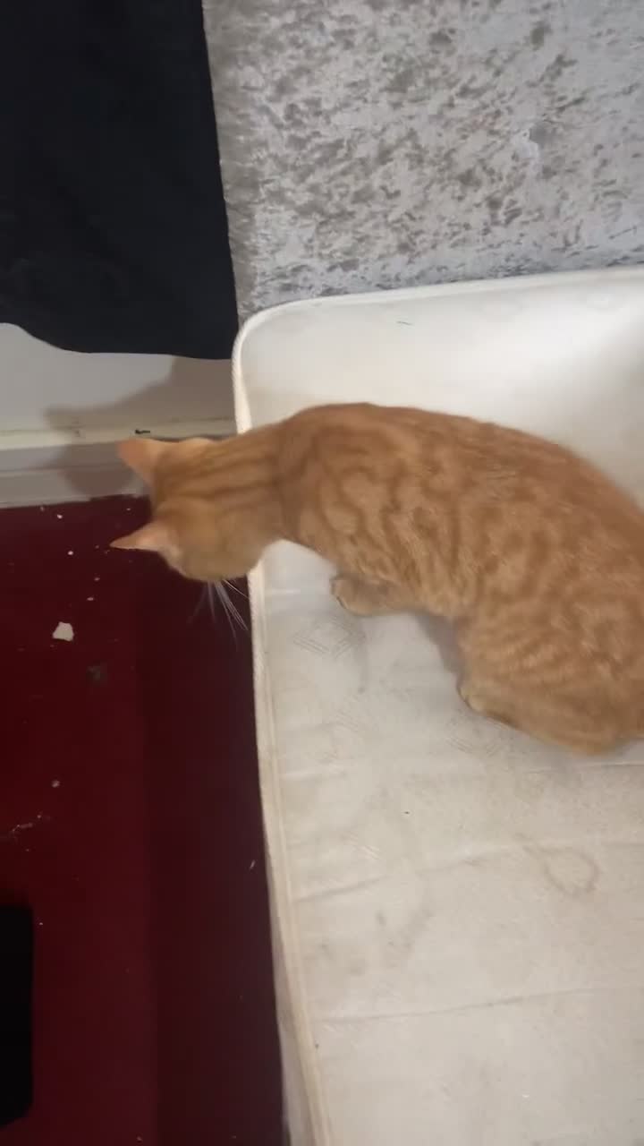 British Shorthair cats for sale: Ginger tabby (simba) - Video 1