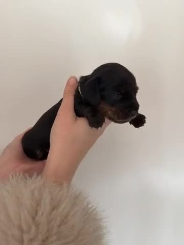 Miniature Dachshund dogs for sale: Miniature dachshund puppies - Video 1