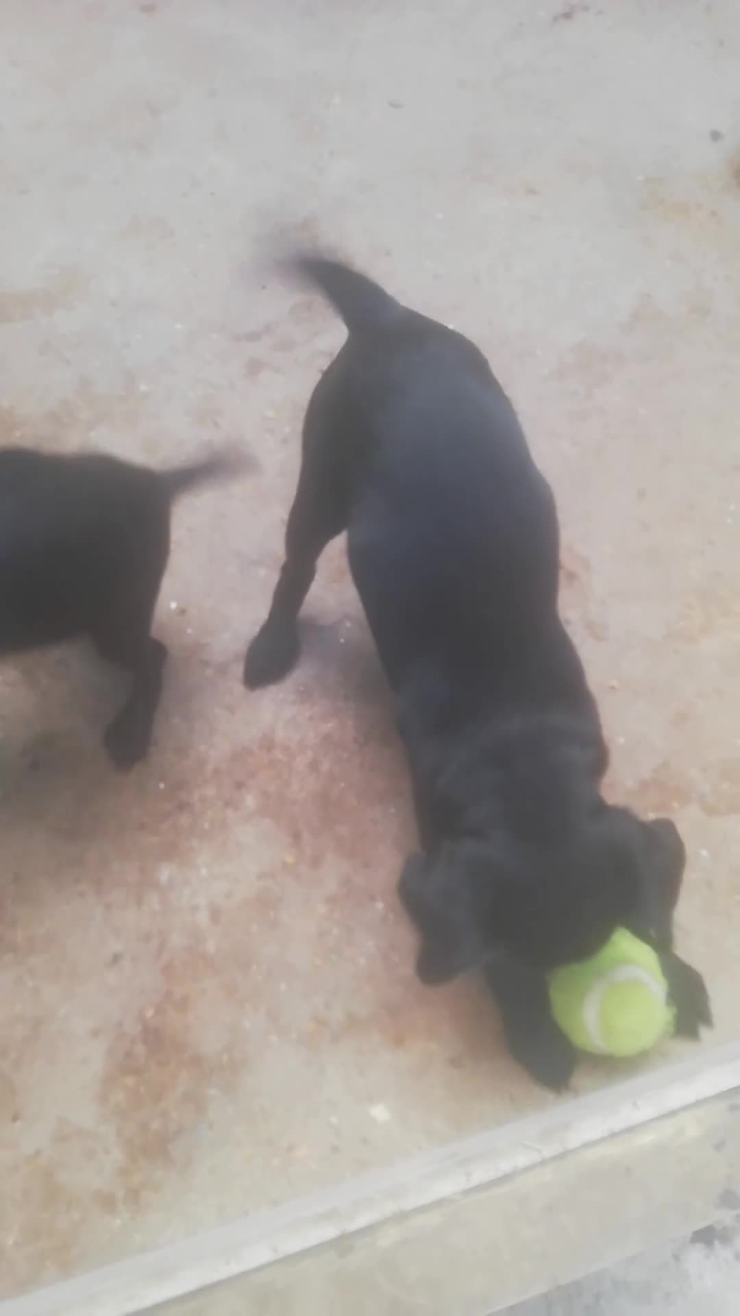 Patterdale Terrier dogs for sale: Perfect patterdales  - Video 1