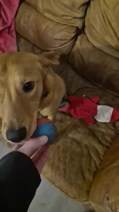 Mixed Breed dogs for adoption: 💙Archie💙10-month-old loving boy, upper-medium - Video 3