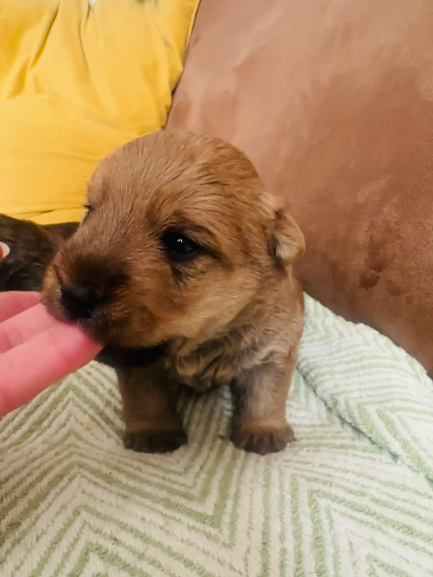 Mixed Breed dogs for sale: Welsh Terrier x Cairn Terrier Puppies - Video 2