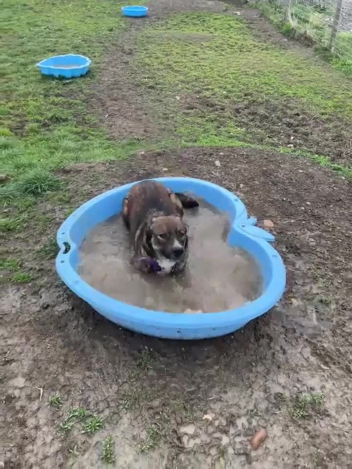 Mixed Breed dogs for adoption: BLOSSOM 🌸  - Video 1