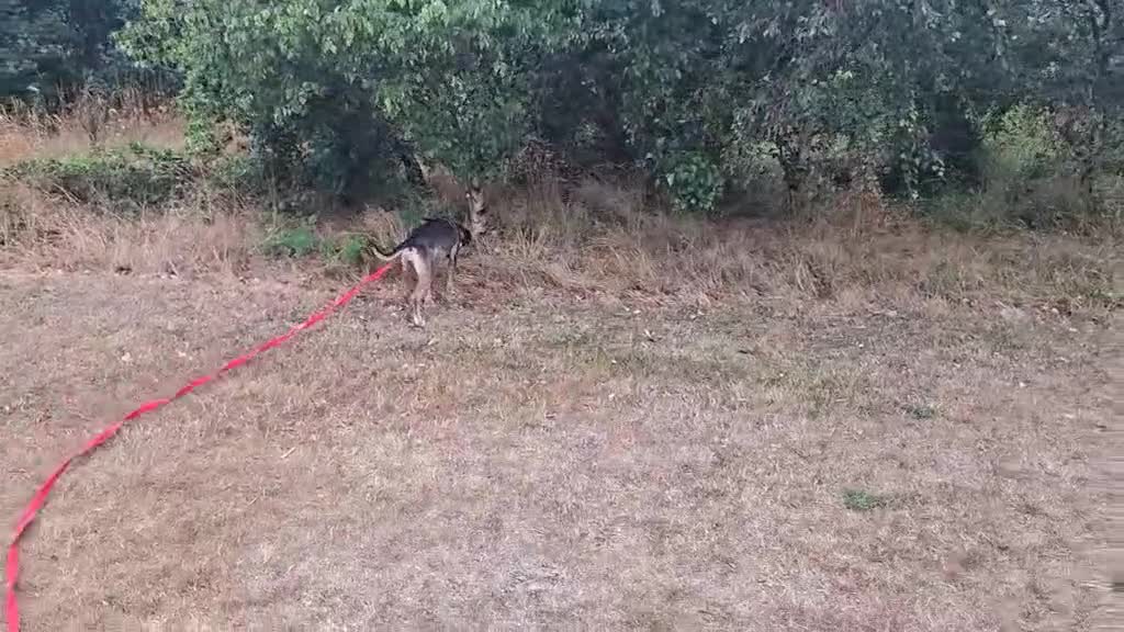 Mixed Breed dogs for adoption: FREYA - 18 Months Old, Hound Mix Girl - Video 4