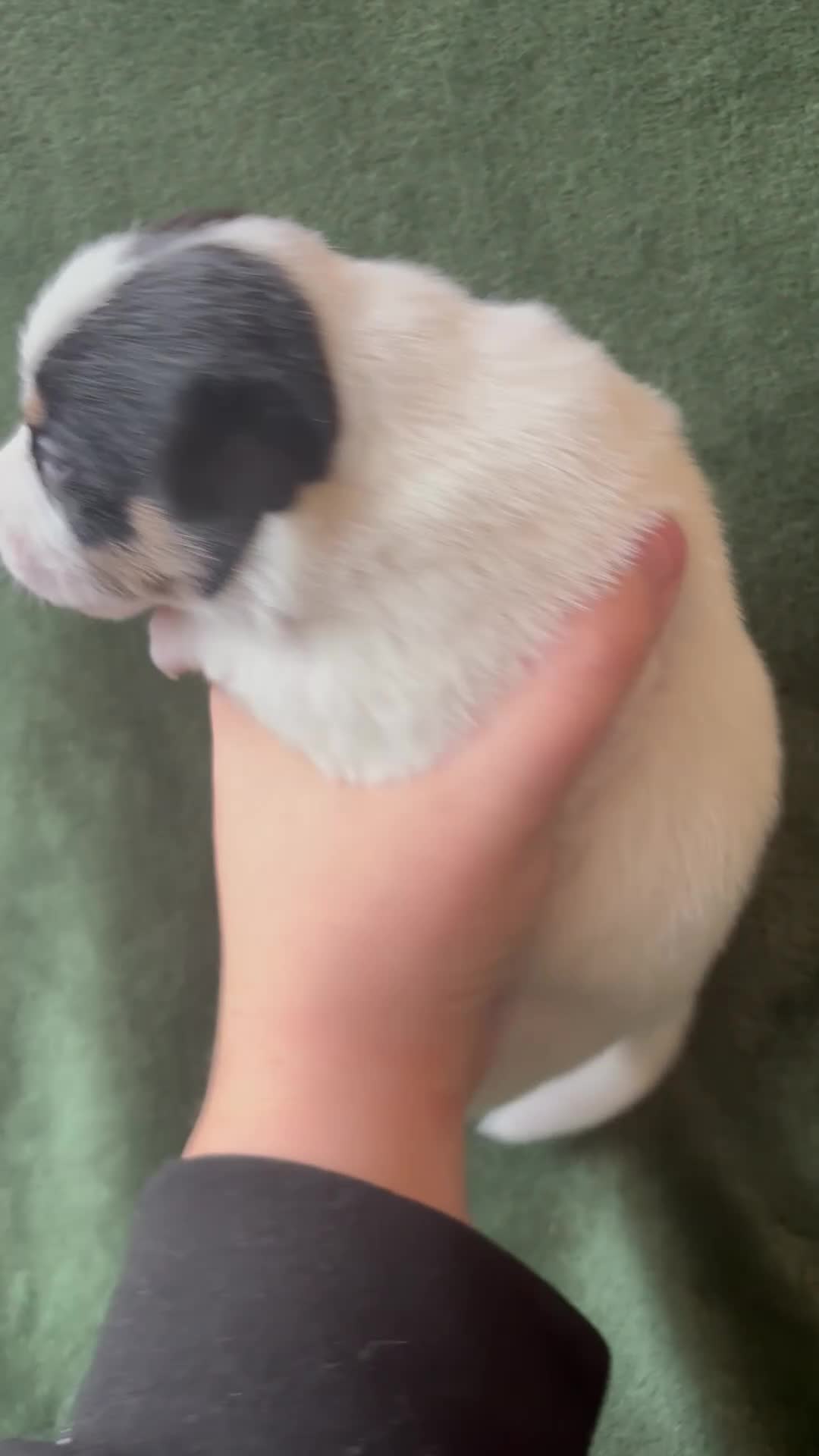 Jack Russell dogs for sale: Beautiful Jack Russell Pups 🩵🩷 - Video 1
