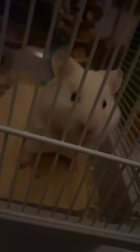Hamster rodents for sale: Hamster ( cream colour ) - Video 5