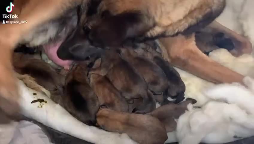Belgian Shepherd Dog dogs for sale: Belgian malinois  - Video 1