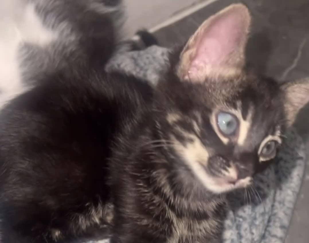 Mixed Breed cats for sale: Rare black blue eye bengal kittens - Video 5