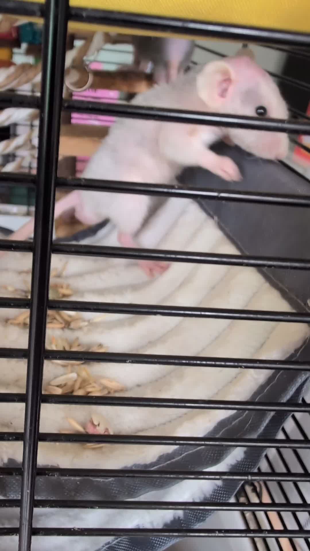 Rat rodents for sale: Dumbo rex cute rats male and female available - Video 1