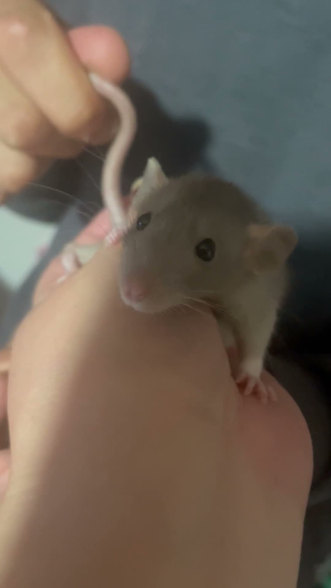 Rat rodents for sale: Baby rat  - Video 1
