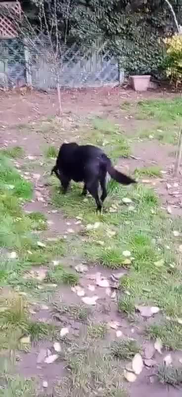 Mixed Breed dogs for adoption: 🐾 Meet Blaney  - Video 1