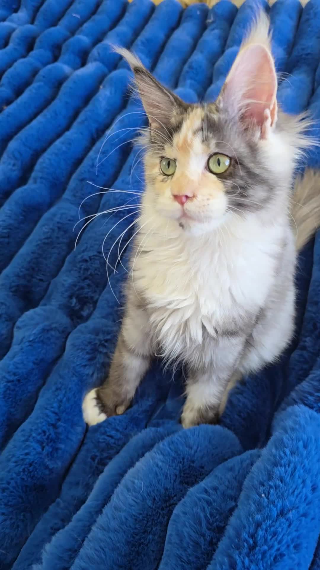 Maine Coon cats for sale:  Maincoon girls. parents  HCM, SMA, PK-DEF N/N - Video 1