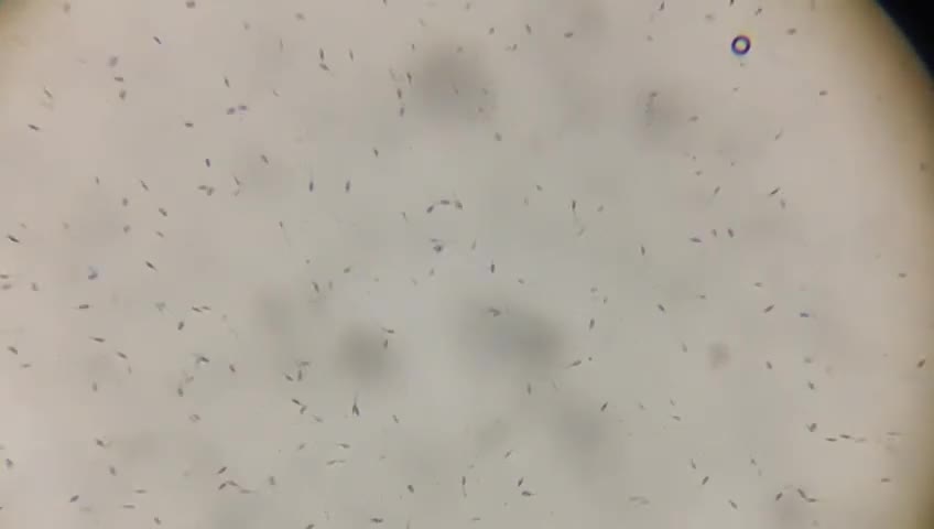 Maltese dogs for stud:  KC Maltese stud Korean line  in Derby - Video 2