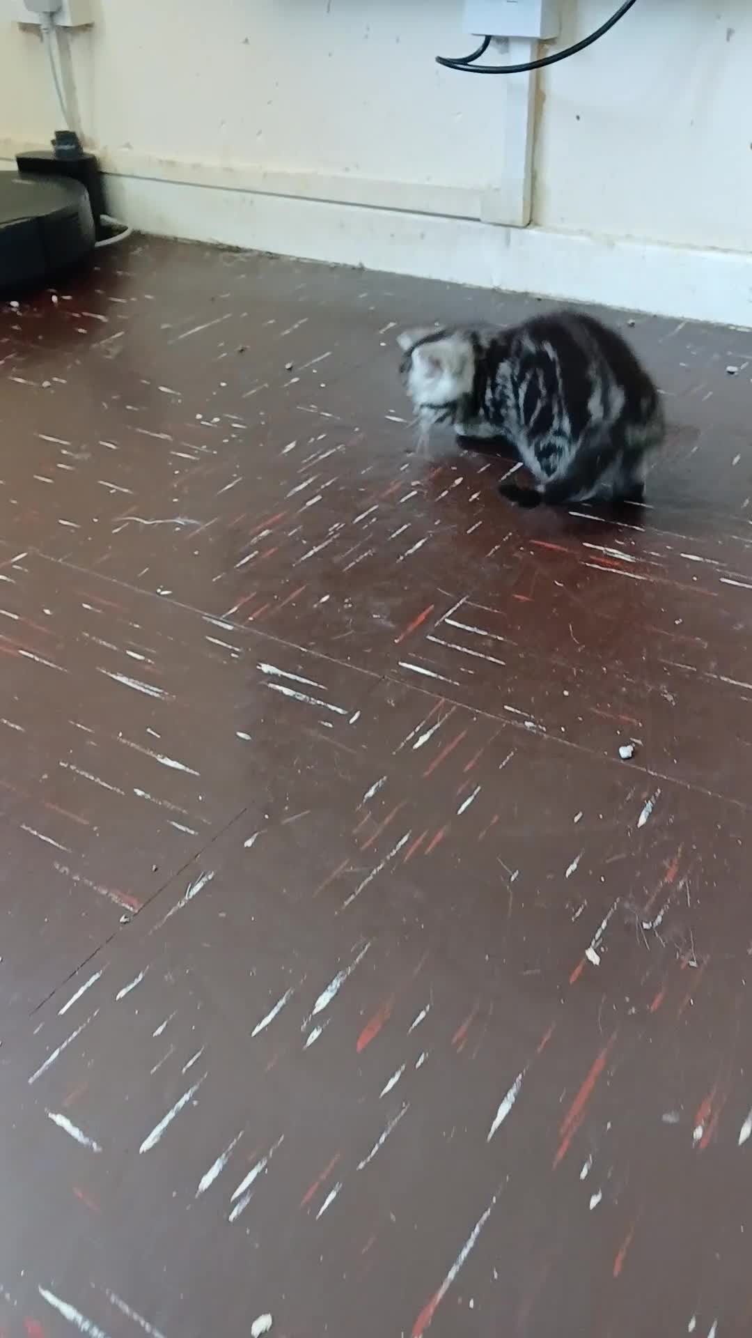 British Shorthair cats for sale: Bsh. Silver clasic tabby . - Video 2