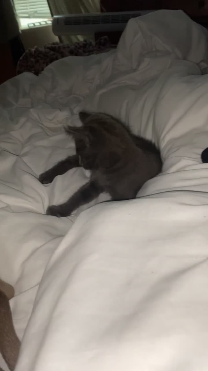 Russian Blue cats for sale: Russian Blue - Video 2