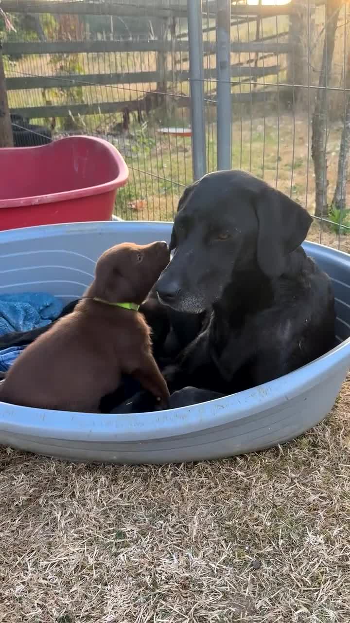 Borador dogs for sale: Stunning Lab x Collie, cream, black & chocolate! - Video 1