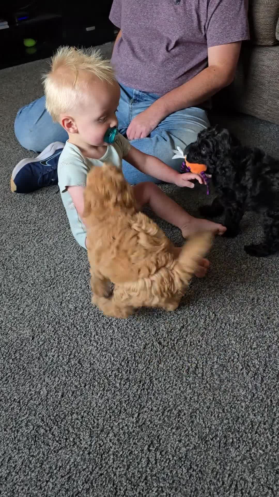 Cavapoo dogs for sale: Cavapoo Puppies Boys - Video 3