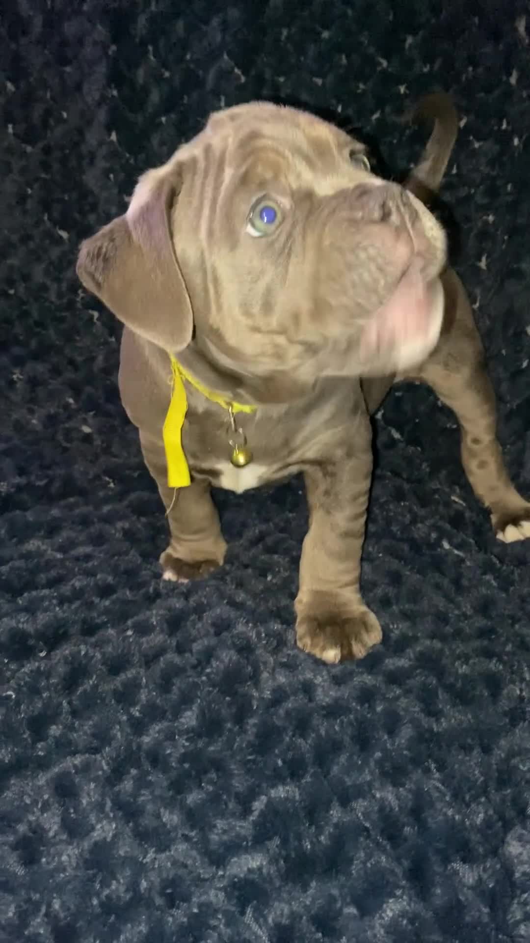 Olde English Bulldogge dogs for sale: Olde English bulldog puppies ready to leave  - Video 1