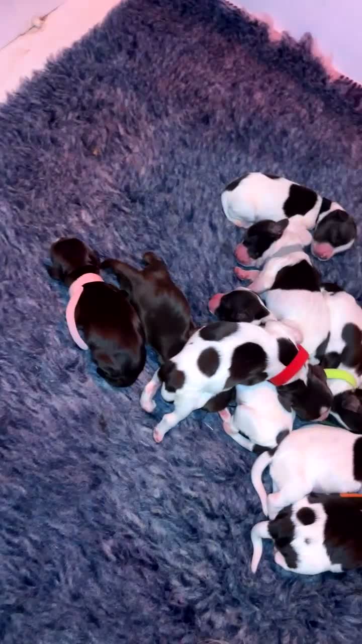 Sprocker dogs for sale: Sprocker spaniel puppies  - Video 1