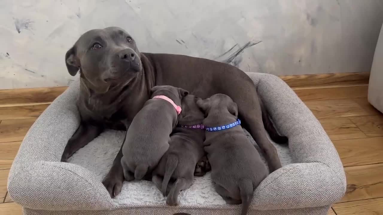 Staffordshire Bull Terrier dogs for sale: KC Registered Staffordshire bull terriers - Video 2